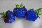 Fraises bleues