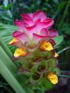 Curcuma plante