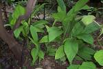 Curcuma feuille