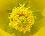 Pollen de fleurs