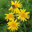 Arnica