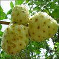 Noni fruit