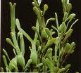 Fucus