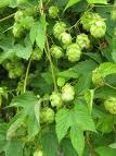 Houblon