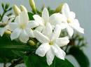 Jasmin