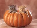 Citrouille chat