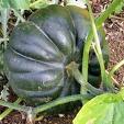 Courge musquée