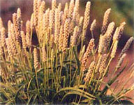 Psyllium2