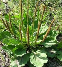 Gros plantain