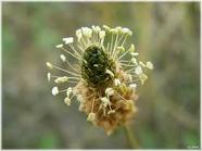 Plantain fleur